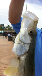 fishing for snook