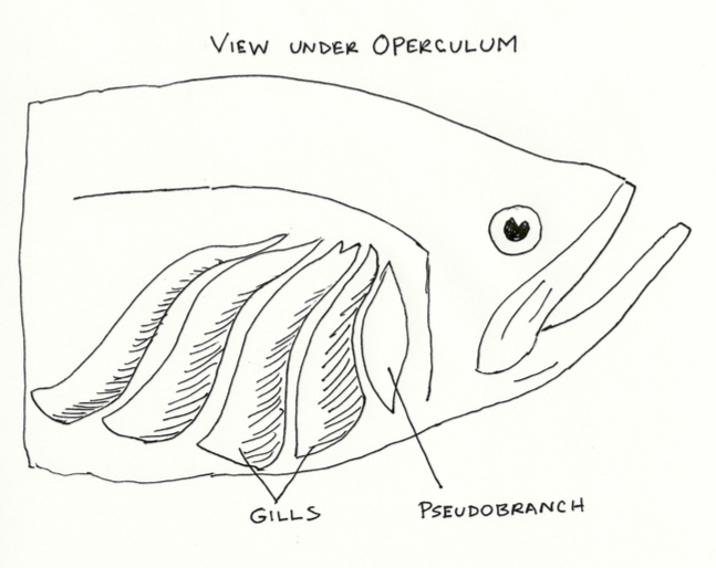 Pseudobranch_for_fish