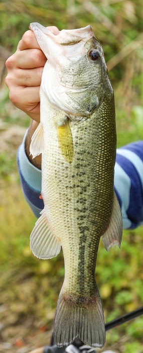 how to catch bass